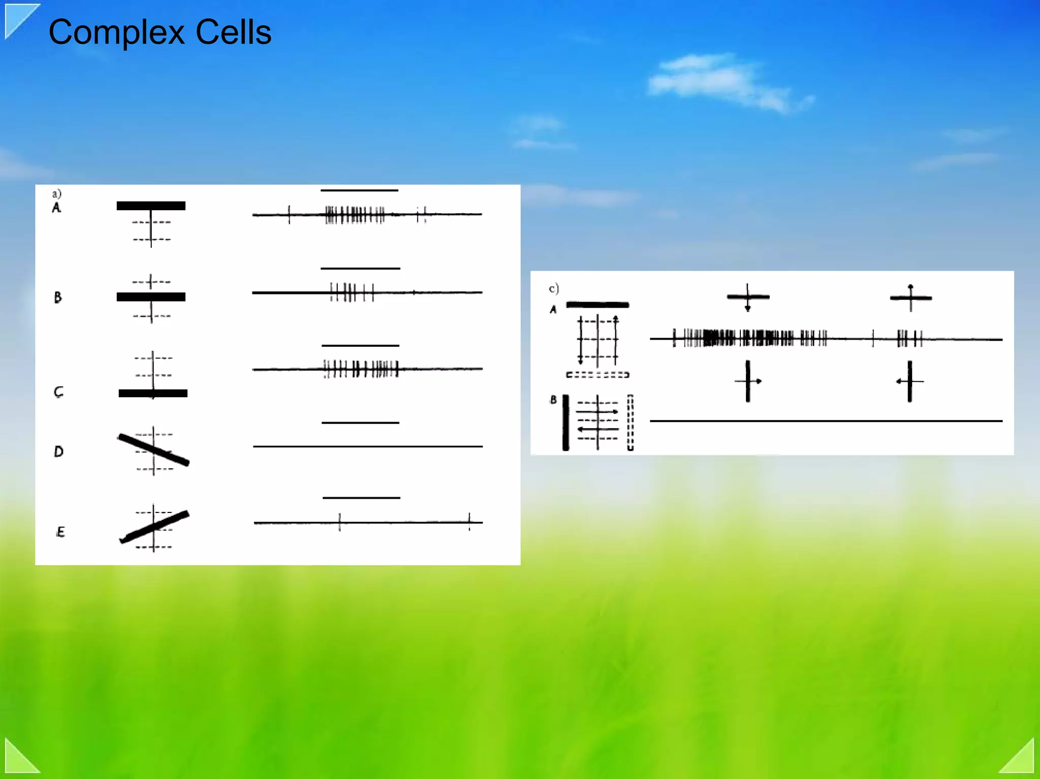 Complex Cells
 