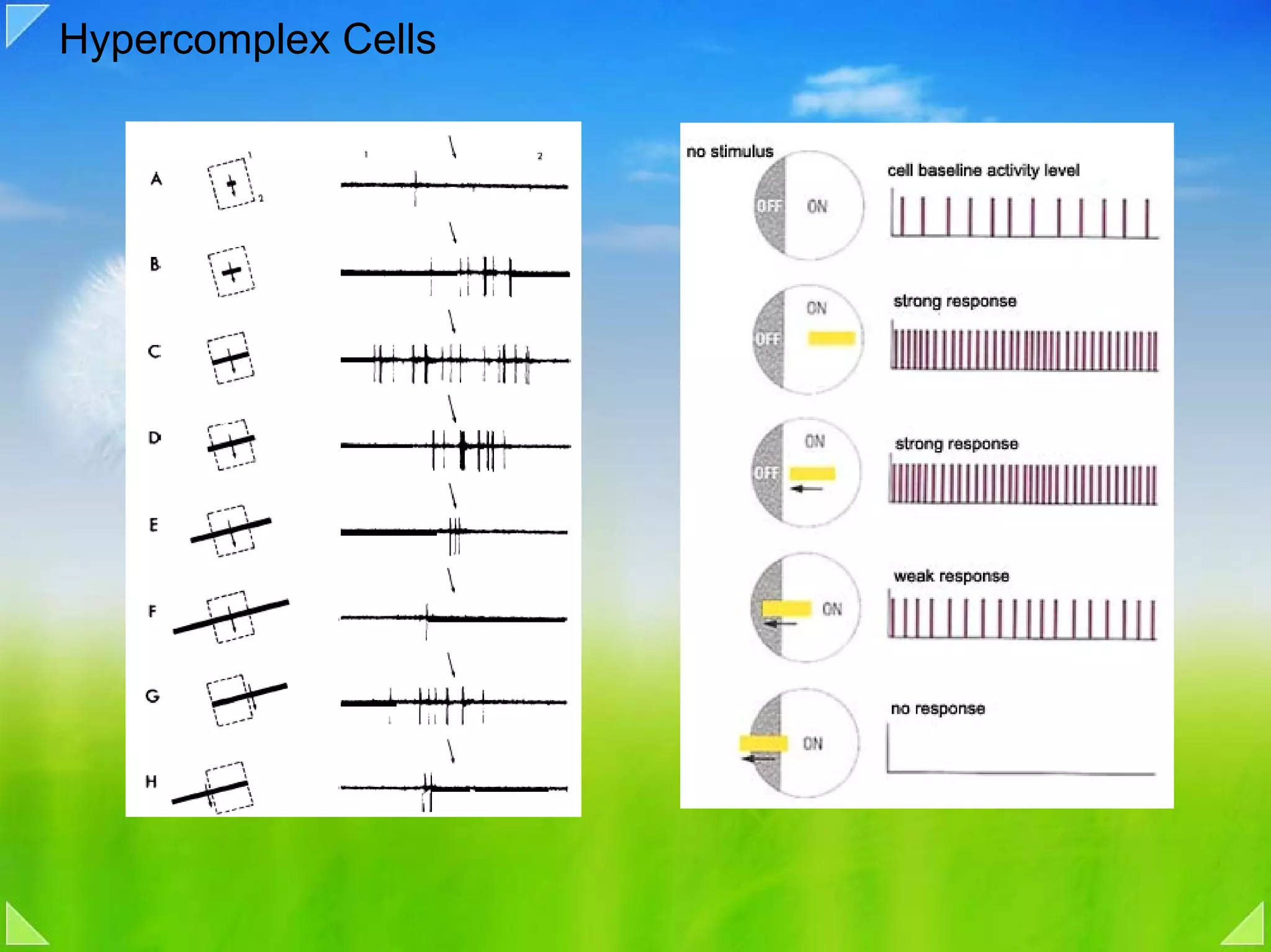 Hypercomplex Cells
 