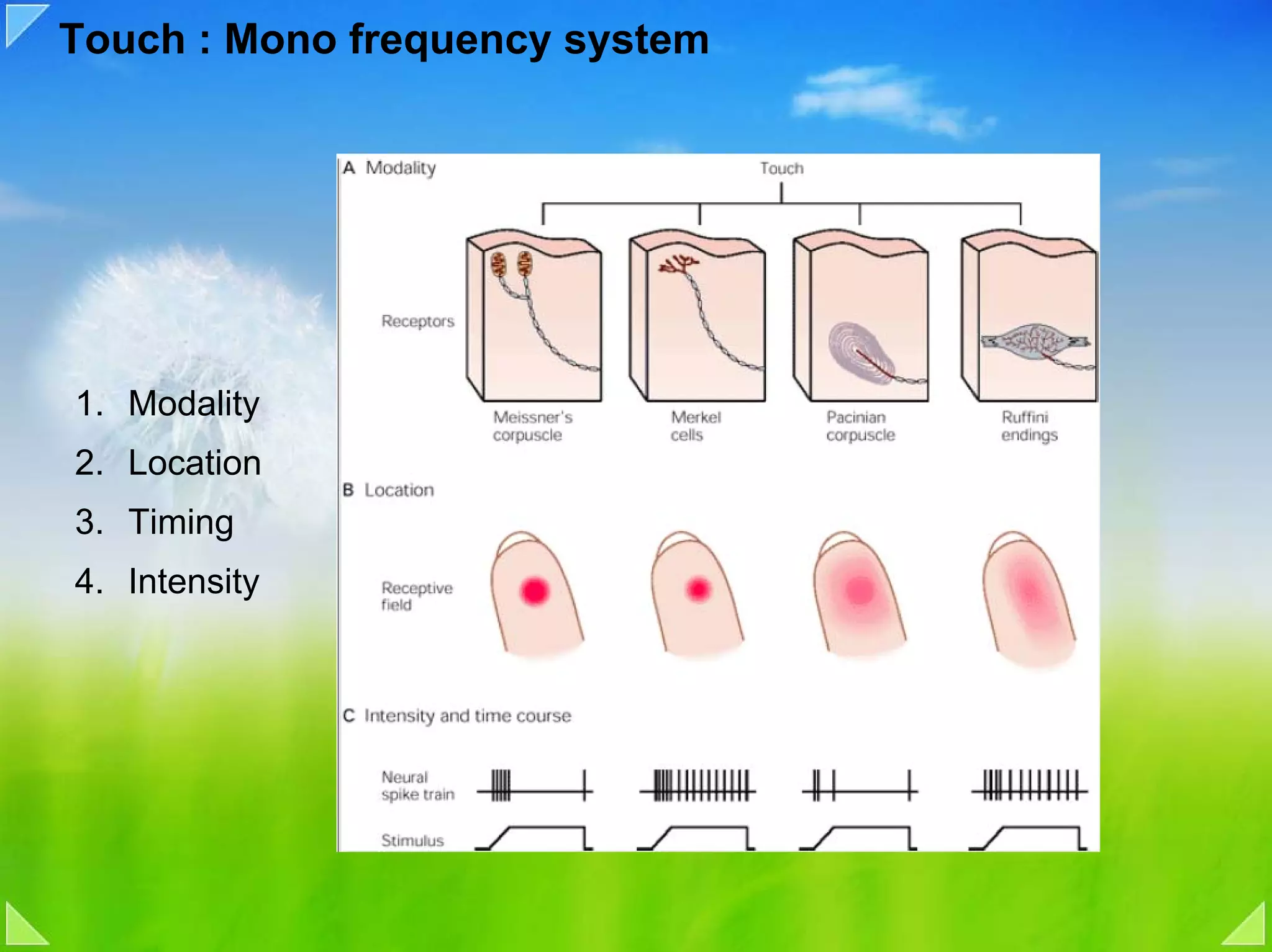 Touch : Mono frequency system




1. Modality
2. Location
3. Timing
4. Intensity
 