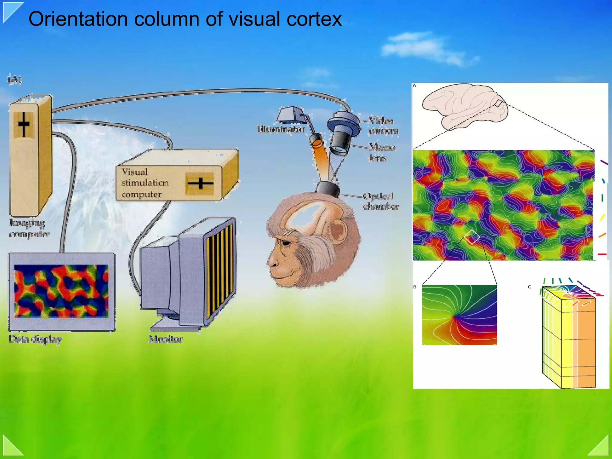 Orientation column of visual cortex
 