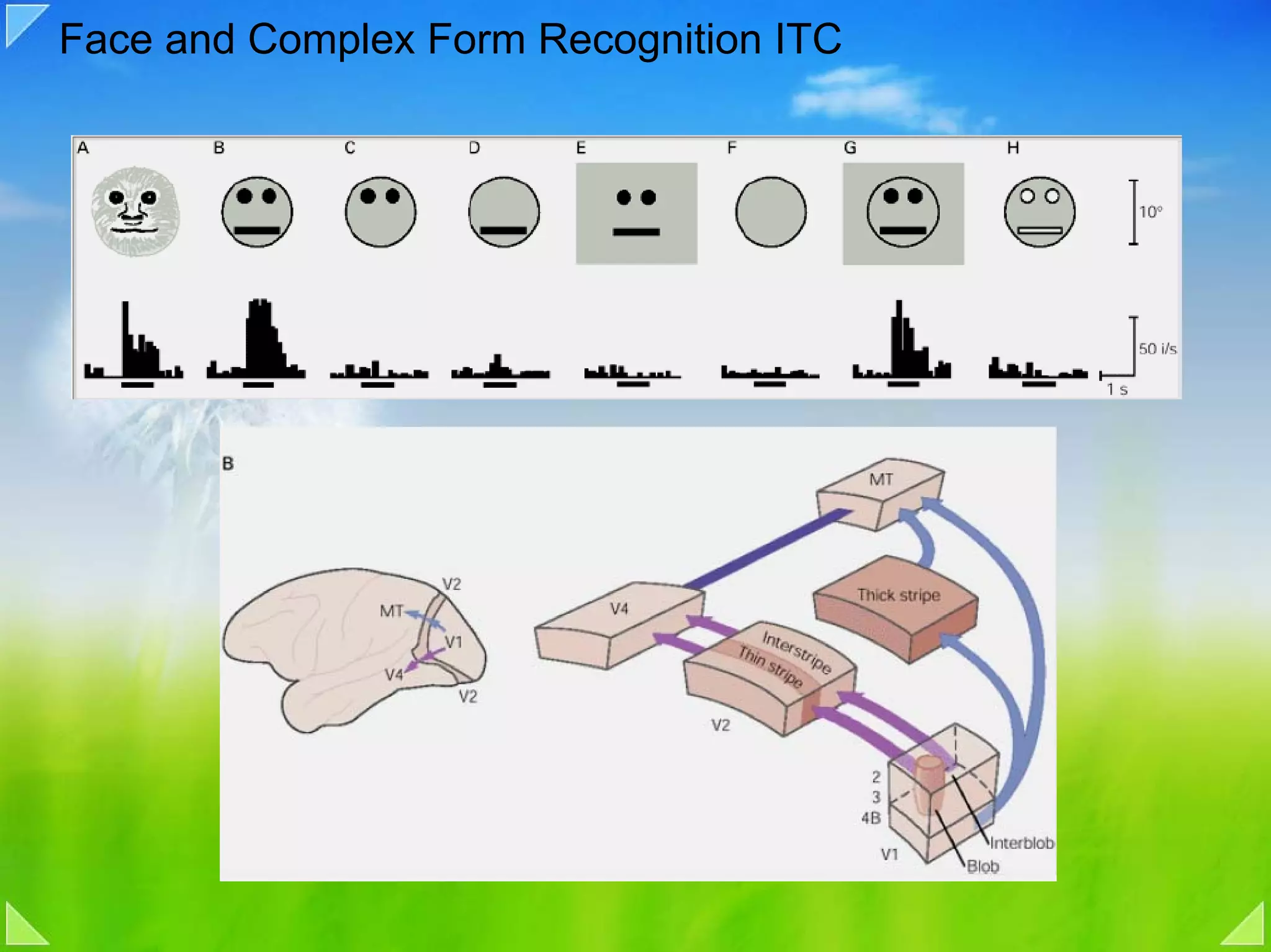Face and Complex Form Recognition ITC
 
