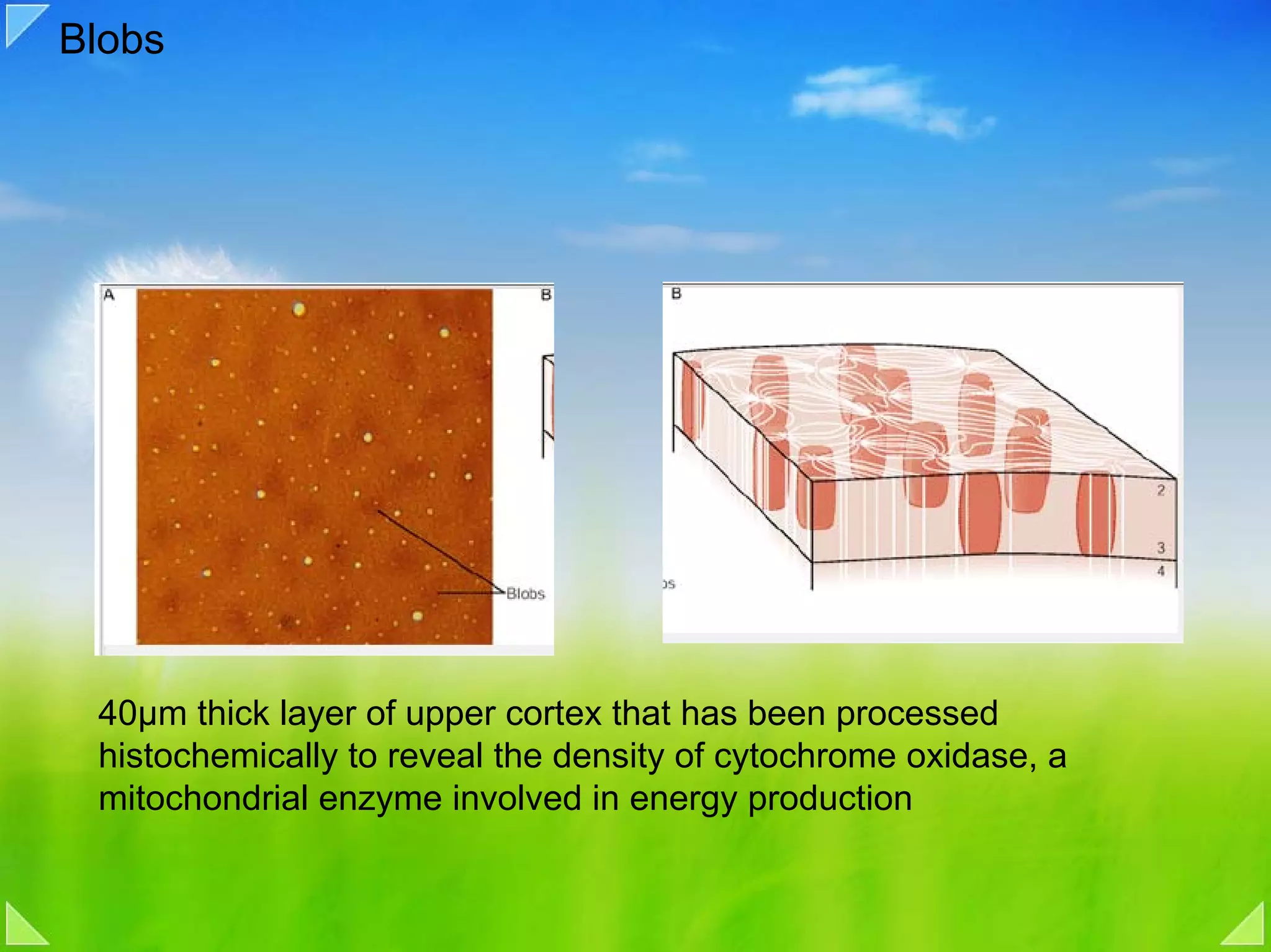 Blobs




 40μm thick layer of upper cortex that has been processed
 histochemically to reveal the density of cytochrome oxidase, a
 mitochondrial enzyme involved in energy production
 