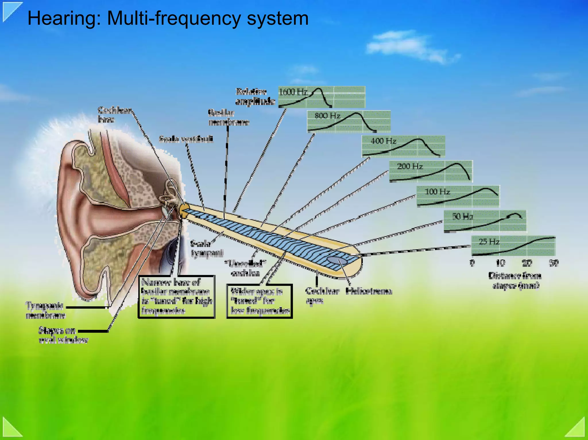 Hearing: Multi-frequency system
 