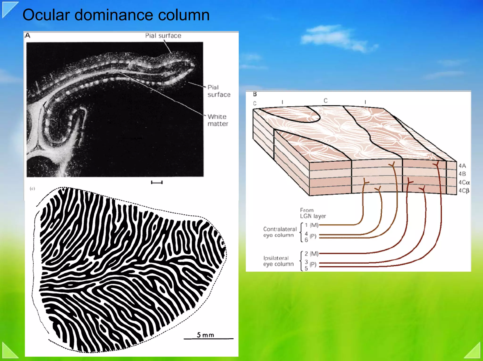 Ocular dominance column
 