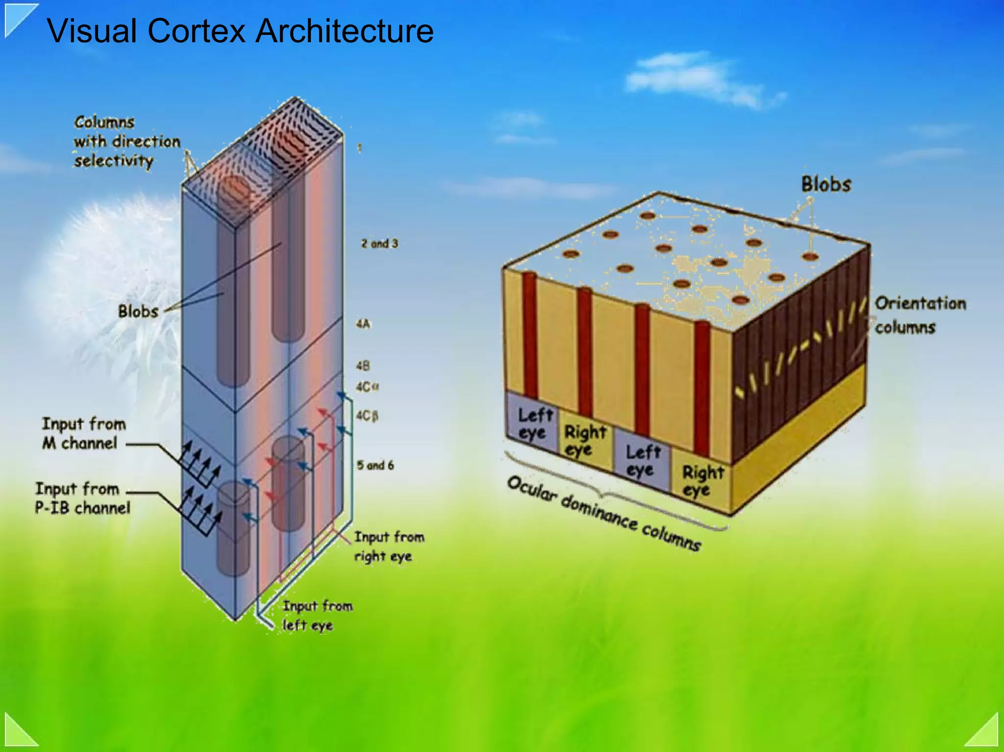 Visual Cortex Architecture
 