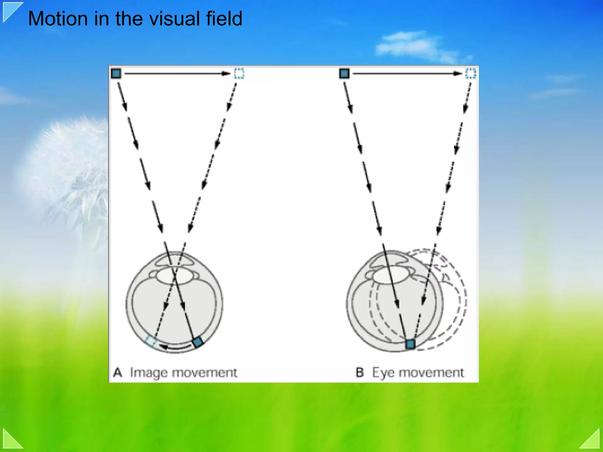 Motion in the visual field
 