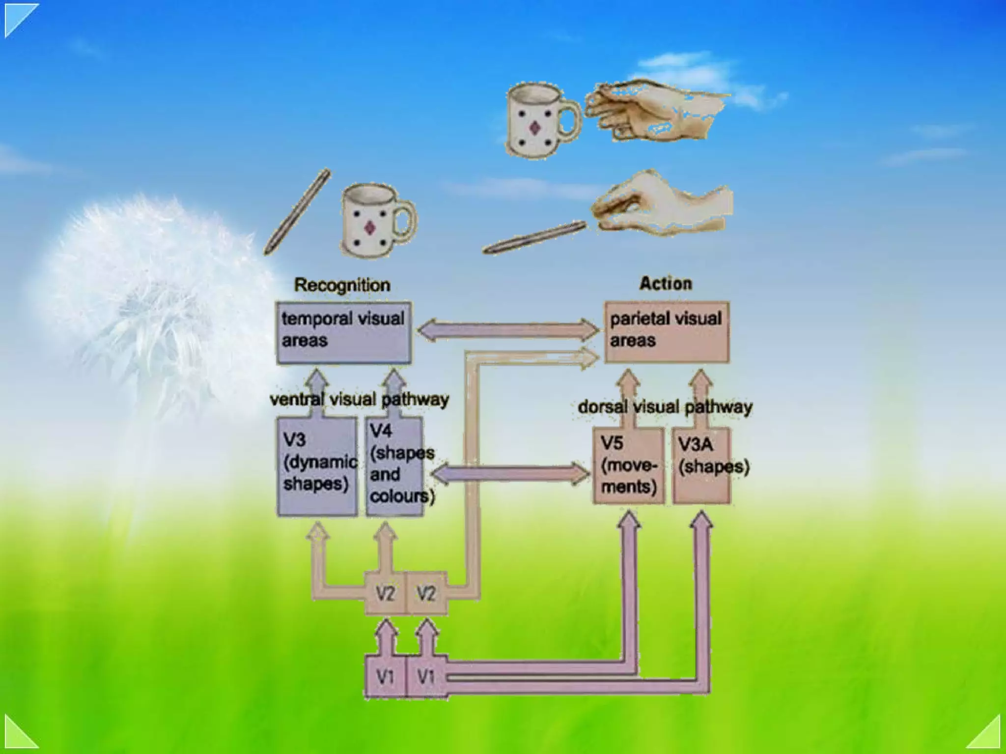 04b visiual signal processing form shape