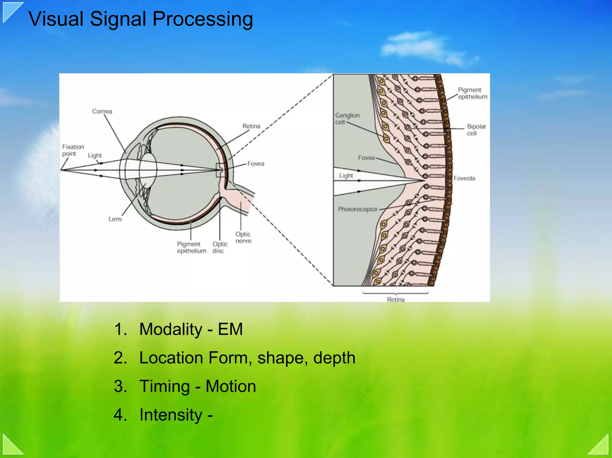 Visual Signal Processing




         1. Modality - EM
         2. Location Form, shape, depth
         3. Timing - Motion
         4. Intensity -
 