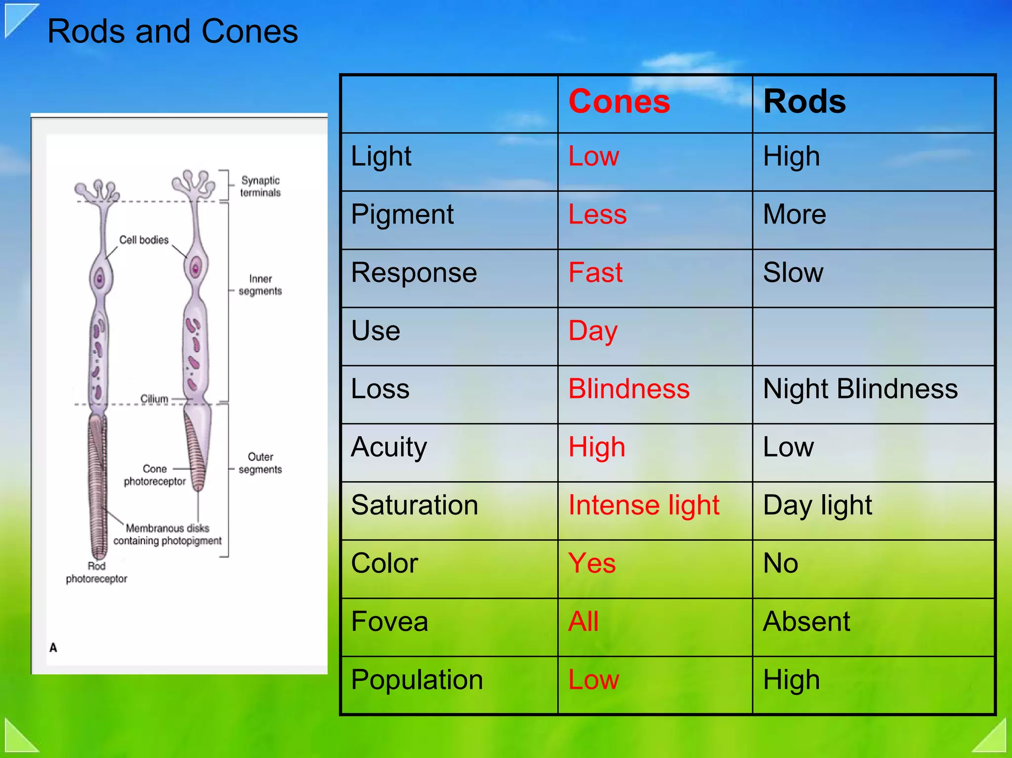 Rods and Cones

                              Cones           Rods
                 Light        Low             High

                 Pigment      Less            More

                 Response     Fast            Slow

                 Use          Day

                 Loss         Blindness       Night Blindness

                 Acuity       High            Low

                 Saturation   Intense light   Day light

                 Color        Yes             No

                 Fovea        All             Absent

                 Population   Low             High
 