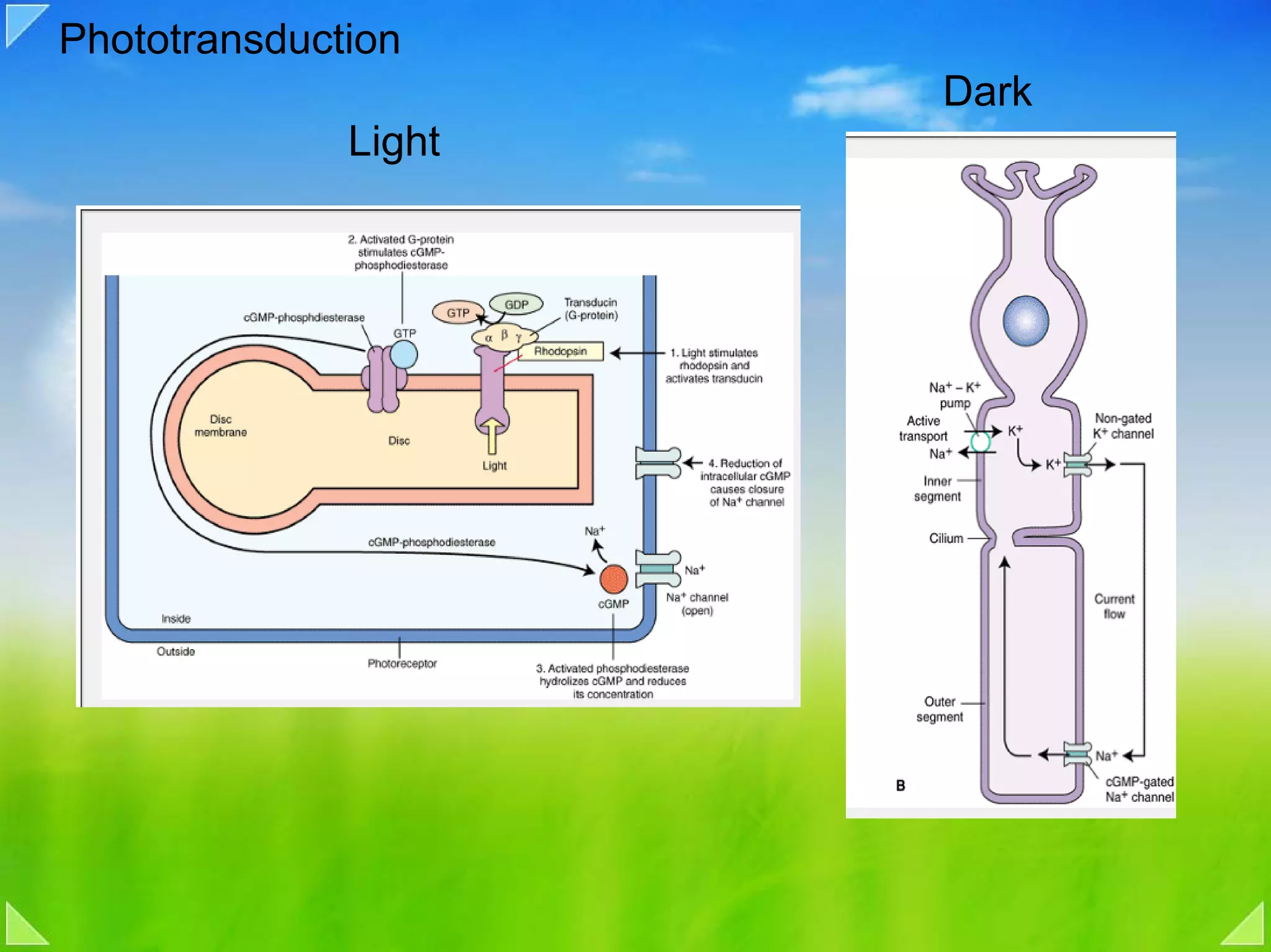 Phototransduction
                      Dark
              Light
 
