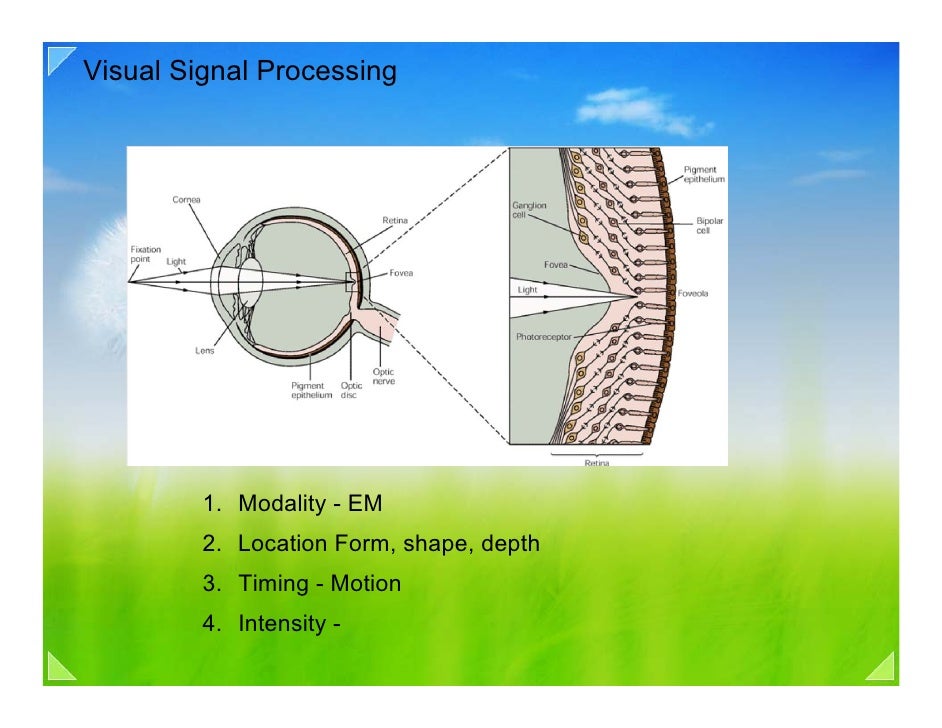 04b visiual signal processing form shape