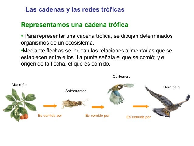 cadenas troficas que significa cadenas y redes tr 243 ficas cadenas troficas que significa cadenas y redes tr 243 ficas