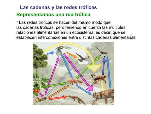 imagen de cadenas y redes troficas cadenas y redes tr 243 ficas imagen de cadenas y redes troficas cadenas y redes tr 243 ficas
