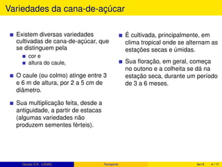 Variedades da cana-de-açúcar
Existem diversas variedades
cultivadas de cana-de-açúcar, que
se distinguem pela
cor e
altura do caule,
O caule (ou colmo) atinge entre 3
e 6 m de altura, por 2 a 5 cm de
diâmetro.
Sua multiplicação feita, desde a
antiguidade, a partir de estacas
(algumas variedades não
produzem sementes férteis).
É cultivada, principalmente, em
clima tropical onde se alternam as
estações secas e úmidas.
Sua ﬂoração, em geral, começa
no outono e a colheita se dá na
estação seca, durante um período
de 3 a 6 meses.
Clauber D.R. (UEMS) Transporte fev15 4 / 17
 