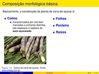 Composição morfológica básica
Basicamente, a constituição da planta de cana-de-açúcar é:
Colmo
Caracterizados por nós bem
marcados e entrenós distintos,
são espessos e repletos de
suco açucarado.
Figura 1.3: Colmo da cana-de-açúcar. Fonte:
www.sifaeg.com.br.
Folhas
Ponteiro
Raízes
Clauber D.R. (UEMS) Transporte fev15 7 / 17
 
