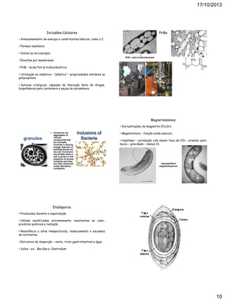 17/10/2013

Inclusões Celulares

PHBs

• Armazenamento de energia e constituintes básicos, como o C
• Formas insolúveis
• Visível ao microscópio
PHB – poli-3-hidroxibutirato

• Envoltas por membranas
• PHB – ácido Poli-β-hidroxibutírico
• Utilização na indústria – “plástico” – propriedades similares ao
polipropileno
• Suturas cirúrgicas, cápsulas de liberação lenta de drogas,
biopolímeros para containers e peças de automóveis

Magnetossomos
• Incrustrações de magnetita (Fe3O4)


granulos
e

Inclusions are
aggregates of
various
compounds that
are normally
involved in storing
energy reserves or
building blocks for
the cell. Inclusions
accumilate when a
cell is grown in the
presence of excess
nutrients and they
are often observed
under laboratory
conditions.

Inclusions of
Bacteria

• Magnetotaxia – função ainda obscura
• Hipótese – correlação com menor taxa de CO2 – orientar para
baixo – gravidade – menos O2

Aquaspirillum
magnetotacticum

Endósporos
• Produzidos durante a esporulação
• Células modificadas extremamente resistentes ao calor,
produtos químicos e radiação
• Resistência a altas temperaturas, ressecamento e escassez
de nutrientes
• Estrutura de disperção – vento, trato gastrintestinal e água
• Solos – ex.: Bacillus e Clostridium

10

 