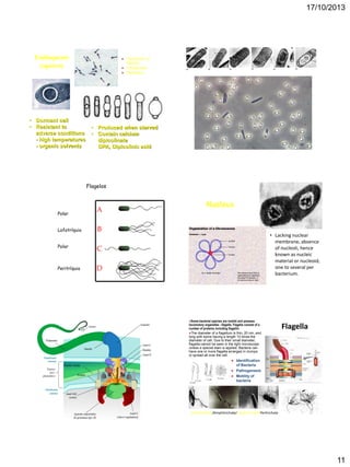 17/10/2013

Endospores
(spores)





• Dormant cell
• Resistant to
adverse conditions
- high temperatures
- organic solvents

Identification of
Bacteria
Pathogenesis
Resistance

• Produced when starved
• Contain calcium
dipicolinate
DPA, Dipicolinic acid
• Bacillus and Clostridium

Flagelos

Nucleus
Polar
Lofotríquio

• Lacking nuclear
membrane, absence
of nucleoli, hence
known as nucleic
material or nucleoid,
one to several per
bacterium.

Polar

Peritríquio

Some bacterial

species are mobile and possess
locomotory organelles - flagella. Flagella consist of a
number of proteins including flagellin
The diameter of a flagellum is thin, 20 nm, and
long with some having a length 10 times the
diameter of cell. Due to their small diameter,
flagella cannot be seen in the light microscope
unless a special stain is applied. Bacteria can
have one or more flagella arranged in clumps
or spread all over the cell.




Flagella

Identification
of Bacteria
Pathogenesis
Motility of
bacteria

Monotrichate/Amphitrichate/Lophotrichate/Peritrichate

11

 