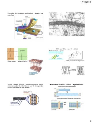 17/10/2013

Estrutura de bicamada fosfolipídica – mosaico de
proteínas

Célula eucariótica – esteróis – rigidez
Moléculas planas e rígidas

Ácidos graxos

Glicerol-fosfato

Archaea – mesma estrutura – diferença na ligação química
entre isopreno (porção hidrofóbica no lugar de ácido graxo) e
glicerol – ligação éter ao invés de éster.

Célula procarióticas – hopanoides

Monocamada lipídica – Archaea - hipertermófilos

5

 