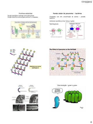 17/10/2013

Proteínas embebidas
Porção hidrofóbica interage com ácidos graxos
Porção hidrofílica volta-se para exterior e citoplasma

Parede celular de procariotos - bactérias
Citoplasma com alta concentração de solutos – pressão
osmótica
Conferem resistência à lise, forma e rigidez
Peptideoglicano

Discriminação – gram+ e gram-

6

 