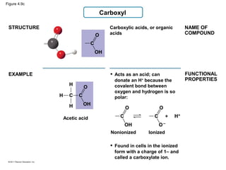 04 carbon and the molecular diversity of life | PPT