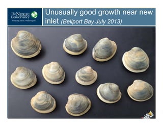 Unusually good growth near new
inlet (Bellport Bay July 2013)

 
