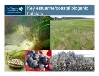 Key estuarine/coastal biogenic
habitats

 
