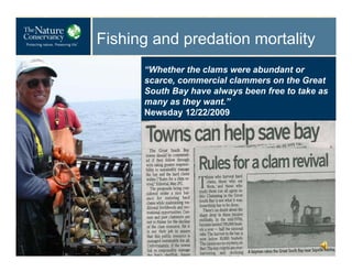 Fishing and predation mortality
“Whether the clams were abundant or
scarce, commercial clammers on the Great
South Bay hav...