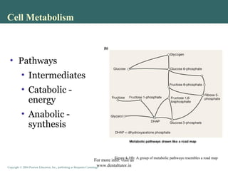 Cellular Metabolism | PPT