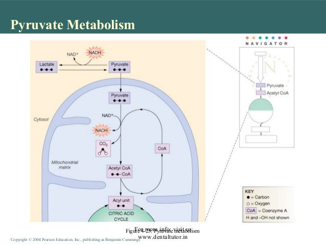 cellular-metabolism-15-638.jpg?cb=1459859185