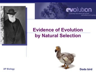 Evidence of Evolution
              by Natural Selection




AP Biology                       Dodo bird
                                2007-2008
 