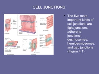 04 [chapter 4 the tissue level of organization][11e] | PPT