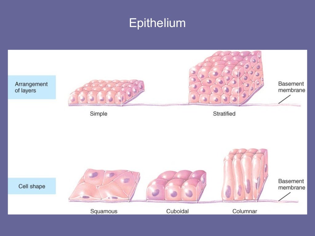 04 [chapter 4 the tissue level of organization][11e]