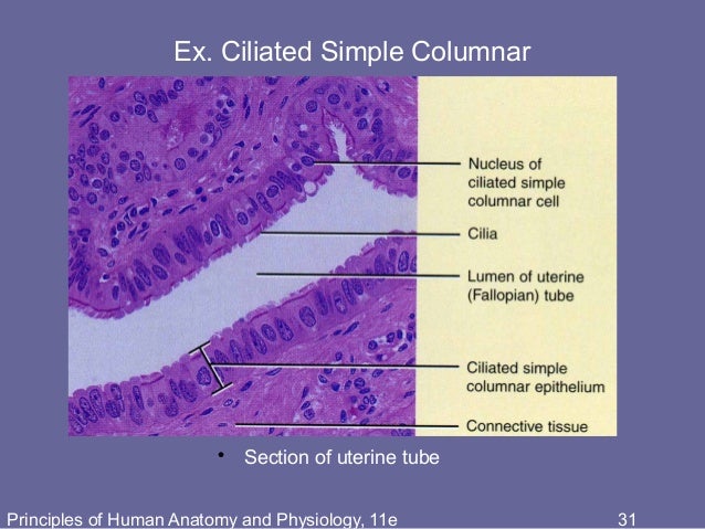 04 Chapter 4 The Tissue Level Of Organization 11e