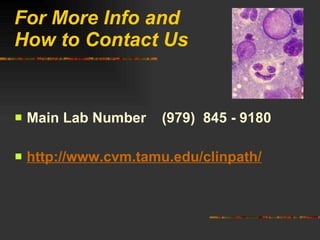 For More Info and How to Contact Us Main Lab Number  (979)  845 - 9180 http://www.cvm.tamu.edu/clinpath/ 