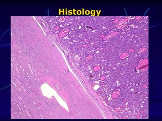 Histology 