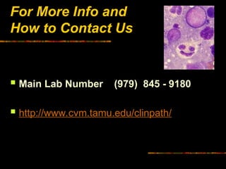 For More Info and
How to Contact Us
 Main Lab Number (979) 845 - 9180
 http://www.cvm.tamu.edu/clinpath/
 