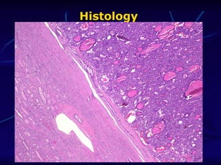 Histology
Histology
 