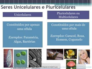 Seres Unicelulares e Pluricelulares Prof. Teresa Condeixa Monteiro 2009/2010 Unicelulares Pluricelulares ou Multicelulares Constituídos por apenas uma célula Exemplos : Paramécia, Algas, Bactérias Constituídos por mais de uma célula Exemplos : Caracol, Rosa,  Homem, Cogumelo http://www.slideshare.net/ilopes1969/biodiversidade Adaptado de Isabel Lopes 