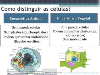 Sem parede celular Sem plastos (ex. cloroplastos) Podem apresentar mobilidade (flagelos ou cílios) Com parede celular Podem apresentar plastos (ex. cloroplastos) Sem mobilidade Eucariótica Animal Eucariótica Vegetal Como distinguir as células? Prof. Teresa Condeixa Monteiro 2009/2010 http://www.slideshare.net/ilopes1969/biodiversidade Adaptado de Isabel Lopes 