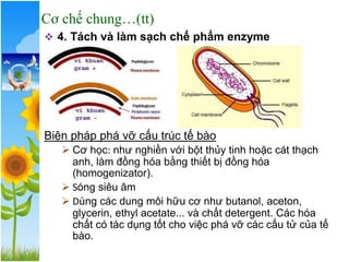 ❖ 4. Tách và làm sạch chế phẩm enzyme
Biện pháp phá vỡ cấu trúc tế bào
➢ Cơ học: như nghiền với bột thủy tinh hoặc cát thạch
anh, làm đồng hóa bằng thiết bị đồng hóa
(homogenizator).
➢ Sóng siêu âm
➢ Dùng các dung môi hữu cơ như butanol, aceton,
glycerin, ethyl acetate... và chất detergent. Các hóa
chất có tác dụng tốt cho việc phá vỡ các cấu tử của tế
bào.
Cơ chế chung…(tt)
 
