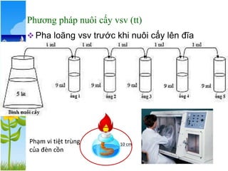 Phương pháp nuôi cấy vsv (tt)
❖ Pha loãng vsv trước khi nuôi cấy lên đĩa
thạch
10 cm
Phạm vi tiệt trùng
của đèn cồn
 
