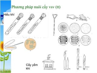 Phương pháp nuôi cấy vsv (tt)
Cấy yếm
khí
Hiếu khí
 