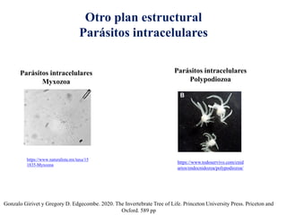 Otro plan estructural
Parásitos intracelulares
Gonzalo Girivet y Gregory D. Edgecombe. 2020. The Invertebrate Tree of Life. Princeton University Press. Priceton and
Oxford. 589 pp
Parásitos intracelulares
Myxozoa
https://www.naturalista.mx/taxa/15
1835-Myxozoa
https://www.todoservivo.com/cnid
arios/endocnidozoa/polypodiozoa/
Parásitos intracelulares
Polypodiozoa
 