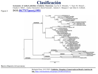 Biological Seas, 18/11/2021, Cnidários - Pesquisa e Conservação no Brasil e América do
Sul, https://web.facebook.com/groups/1391001107824116/
Clasificación
Systematics of stalked jellyfishes (Cnidaria: Staurozoa). Lucı´lia S. Miranda1, *, Yayoi M. Hirano2 ,
Claudia E. Mills3 , Audrey Falconer4,5, David Fenwick6 , Antonio C. Marques1,7 and Allen G. Collins8,
DOI:10.7717/peerj.1951
 
