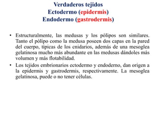 • Estructuralmente, las medusas y los pólipos son similares.
Tanto el pólipo como la medusa poseen dos capas en la pared
del cuerpo, típicas de los cnidarios, además de una mesoglea
gelatinosa mucho más abundante en las medusas dándoles más
volumen y más flotabilidad.
• Los tejidos embrionarios ectodermo y endoderno, dan origen a
la epidermis y gastrodermis, respectivamente. La mesoglea
gelatinosa, puede o no tener células.
Verdaderos tejidos
Ectodermo (epidermis)
Endodermo (gastrodermis)
 