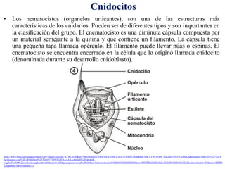 • Los nematocistos (organelos urticantes), son una de las estructuras más
características de los cnidarios. Pueden ser de diferentes tipos y son importantes en
la clasificación del grupo. El cnematocisto es una diminuta cápsula compuesta por
un material semejante a la quitina y que contiene un filamento. La cápsula tiene
una pequeña tapa llamada opérculo. El filamento puede llevar púas o espinas. El
cnematocisto se encuentra encerrado en la célula que lo originó llamada cnidocito
(denominada durante su desarrollo cnidoblasto).
https://www.bing.com/images/search?view=detailV2&ccid=XTWChv49&id=798A584682B7F85C93FA7558CC363F1C8A05C0E4&thid=OIP.XTWChv49r_Uxz2qGvWp1WAAAAA&mediaurl=http%3A%2F%2F4.
bp.blogspot.com%2F-iIF86bI2tz4%2FT2ta5VYS9WI%2FAAAAAAAAABI%2Fh4toGJk-
wqg%2Fs1600%2Fcnidocito.jpg&exph=260&expw=230&q=esquema+de+p%c3%b3lipo+hidrozoo&simid=608054639284850269&ck=9BE7FBE6EBC1B2CAEAB919A0C821C212&selectedindex=57&form=IRPRS
T&ajaxhist=0&vt=0&sim=11
Cnidocitos
 