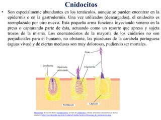 Mecanismo de acción de los nematocistos, un tipo de cnidocitos, células urticantes características de los
cnidario, https://es.wikipedia.org/wiki/Cnidaria#/media/Archivo:Descarga_de_nematocisto.png
• Son especialmente abundantes en los tentáculos, aunque se pueden encontrar en la
epidermis o en la gastrodermis. Una vez utilizados (descargados), el cnidocito es
reemplazado por otro nuevo. Esta pequeña arma funciona inyectando veneno en la
presa o capturando parte de ésta, actuando como un resorte que apresa y sujeta
trozos de la misma. Los cnematocistos de la mayoría de los cnidarios no son
perjudiciales para el humano, no obstante, las picaduras de la carabela portuguesa
(aguas vivas) y de ciertas medusas son muy dolorosas, pudiendo ser mortales.
Cnidocitos
 