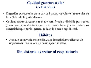 Cavidad gastrovascular
(celenteron)
• Digestión extracelular en la cavidad gastrovascular e intracelular en
las células de la gastrodermis.
• Cavidad gastrovascular a menudo ramificada o dividida por septos
y con una sola abertura que sirve como boca y ano; tentáculos
extensibles que por lo general rodean la boca o región oral.
• Aunque la mayoría son sésiles, son depredadores eficaces de
organismos más veloces y complejos que ellos.
Hábitos
Sin sistema excretor ni respiratorio
 