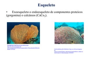 • Exoesqueleto o endoesqueleto de componentes proteicos
(gorgonina) o calcáreos (CaCo3).
Esqueleto
Gorgonia marina, Richard Whitcombe
https://es.123rf.com/imagenes-de-
archivo/gorgonia.html?oriSearch=gorgonina&sti=lf1lqsys8janday4i0|&media
popup=115376105 Coral calcáreo, John Anderson, https://es.123rf.com/imagenes-
de-
archivo/coral.html?alttext=1&oriSearch=gorgonia&start=110&sti=ni
y0mi47jujckvx312|&mediapopup=105402303
 
