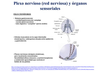 Plexo nervioso (red nerviosa) y órganos
sensoriales
https://www.bing.com/images/search?view=detailV2&ccid=ylyoFls8&id=E7B6AB5267159AFF469EFE8AFD750CC9A94AD2B3&thid=OIP.ylyoFls8zHFCWXByS9tKhwHaFP&mediaur
l=http%3A%2F%2Fimage.slidesharecdn.com%2Fporiferoscnidariosctenoforos-110218194922-phpapp01%2F95%2Fporiferos-cnidarios-ctenoforos-15-
728.jpg%3Fcb%3D1298058588&exph=728&expw=1030&q=plexo+nervioso+de+medusa&simid=608004744650885630&ck=8411ADBCD2DCD74C25D71E969A08E106&selectedindex
=29&form=IRPRST&ajaxhist=0&vt=0&sim=11
 